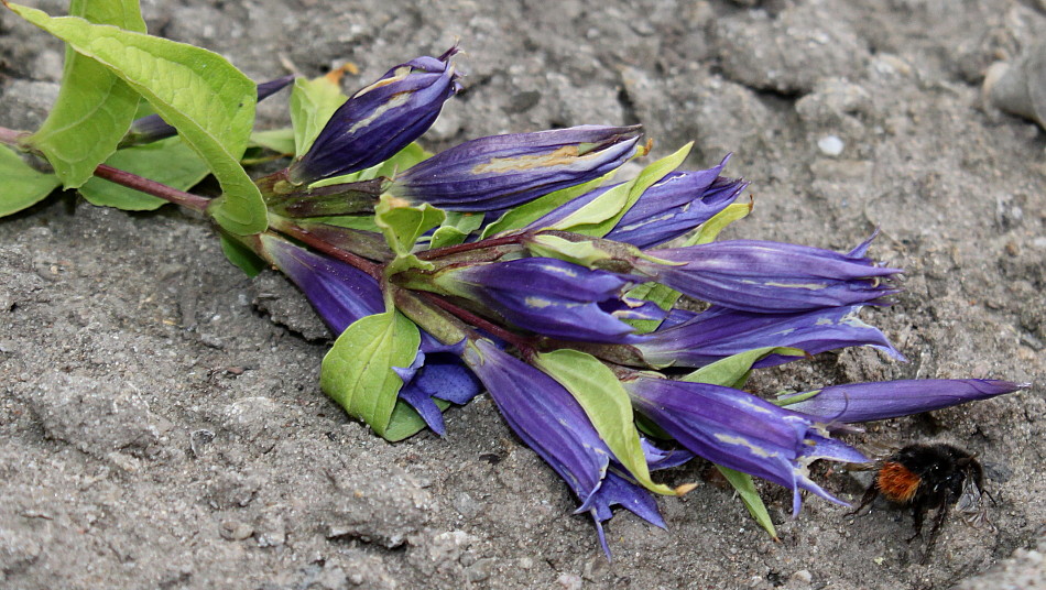 Image of Gentiana asclepiadea specimen.