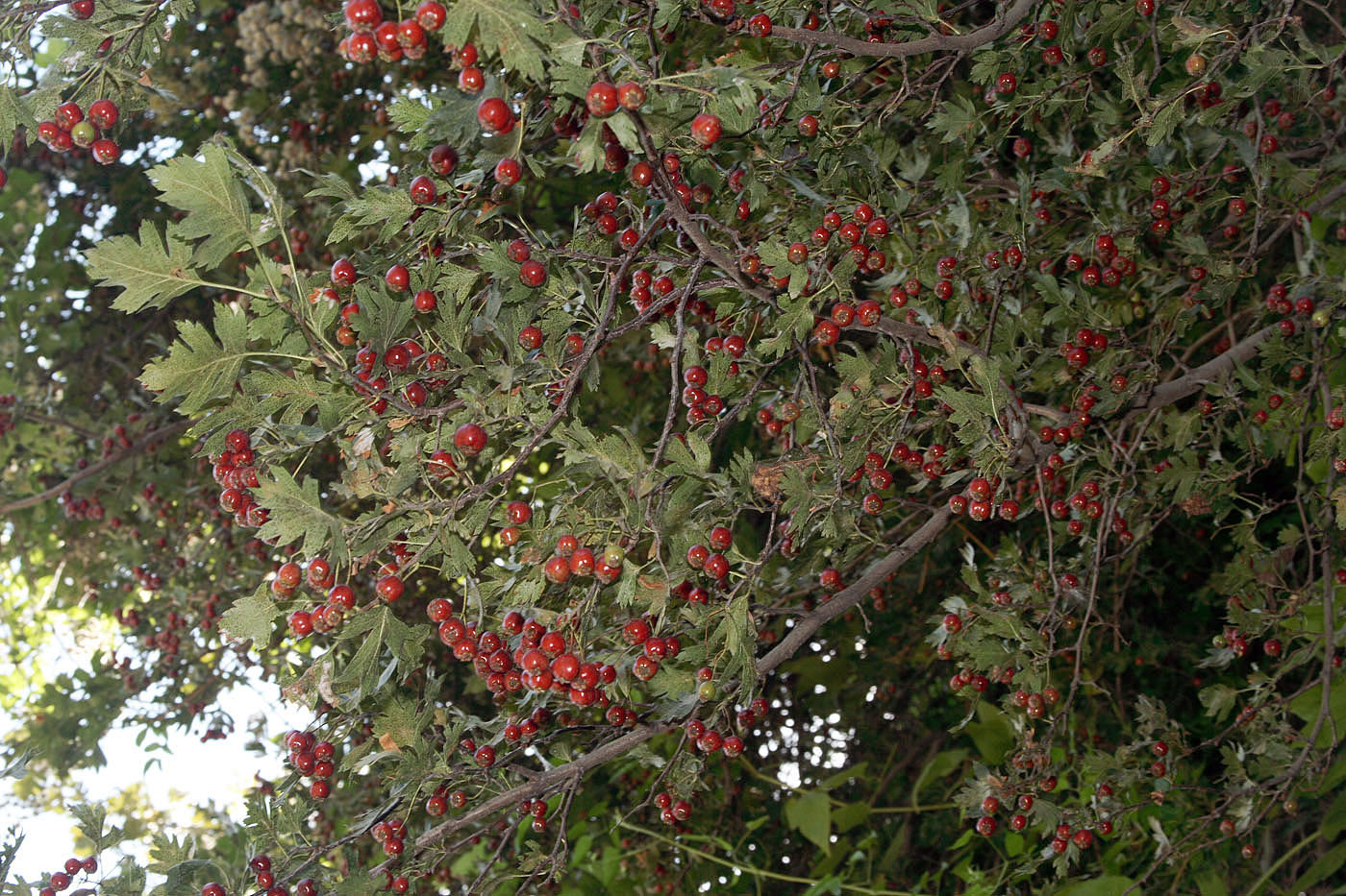 Image of Crataegus pseudoambigua specimen.