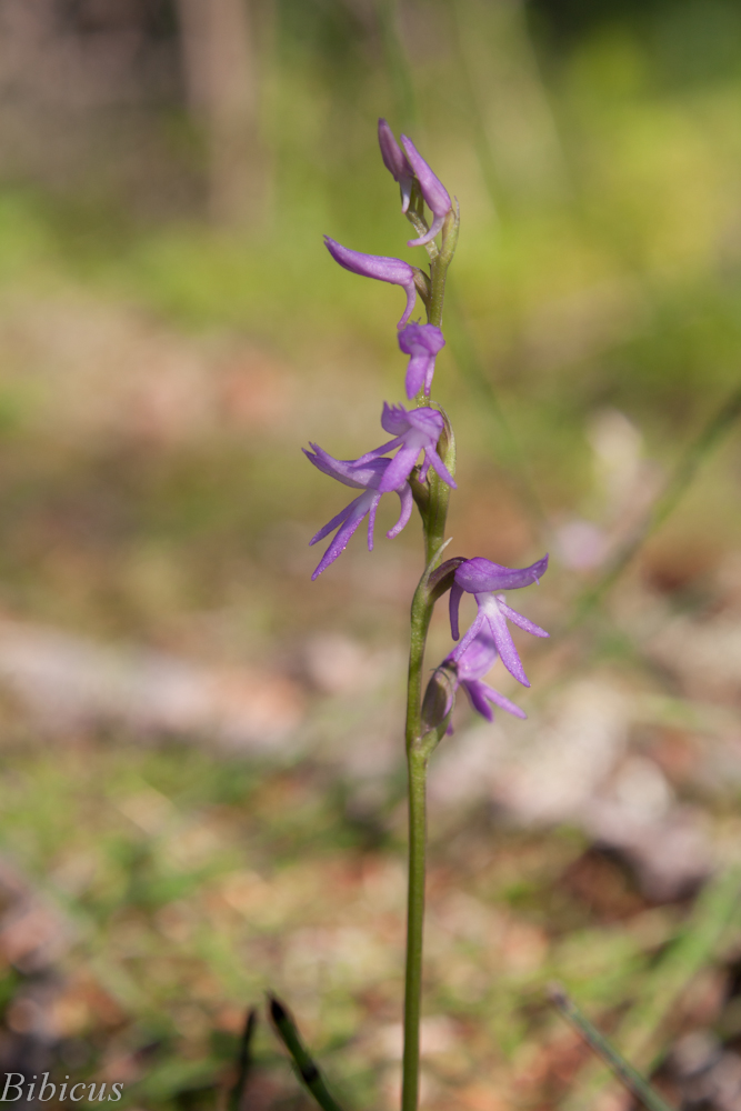 Image of Neottianthe cucullata specimen.