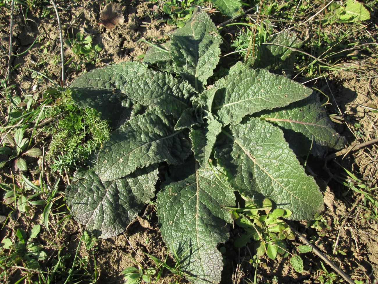Image of Verbascum lychnitis specimen.