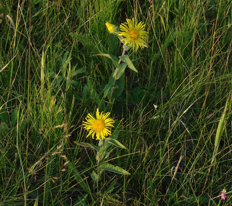 Изображение особи Inula britannica.