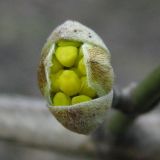 Cornus mas