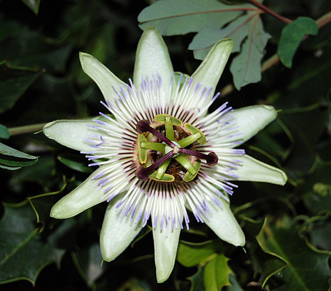 Изображение особи Passiflora caerulea.