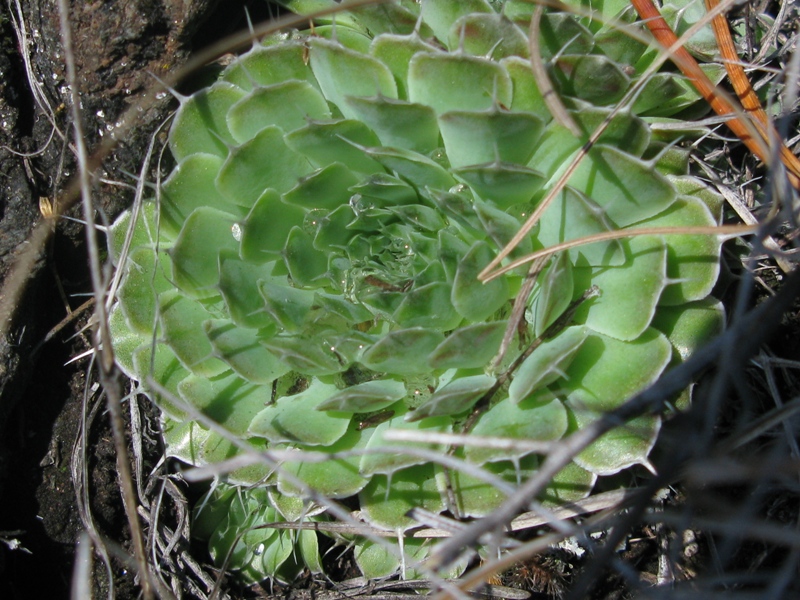 Изображение особи Orostachys spinosa.