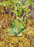 Micranthes hieraciifolia