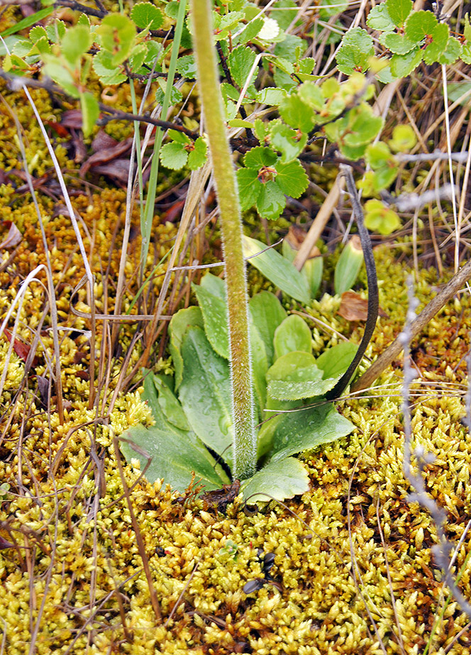 Изображение особи Micranthes hieraciifolia.