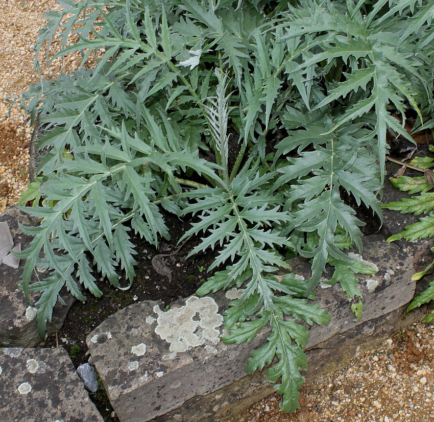 Image of Cynara scolymus specimen.