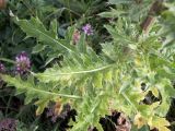 Cirsium polyacanthum