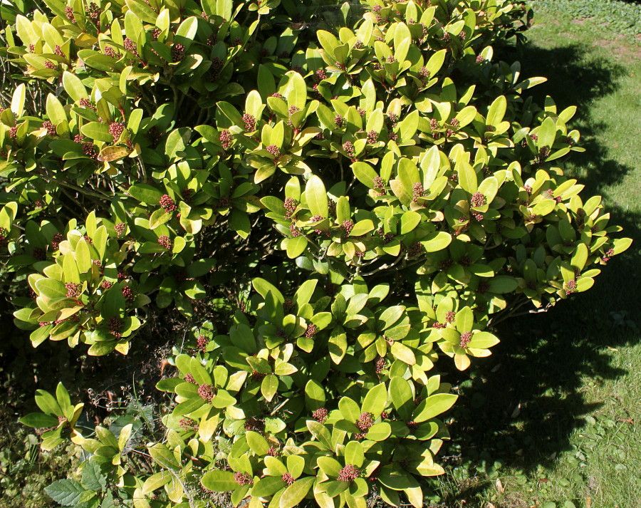 Image of Skimmia japonica specimen.