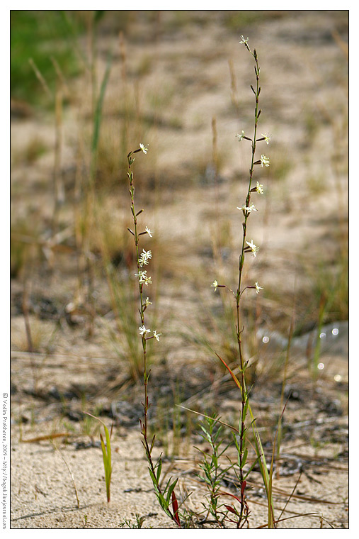 Изображение особи Silene tatarica.