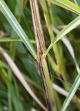 Miscanthus sinensis. Средняя часть побега с основаниями листьев ('Verneigung'). Германия, г. Дюссельдорф, Ботанический сад университета. 02.03.2014.