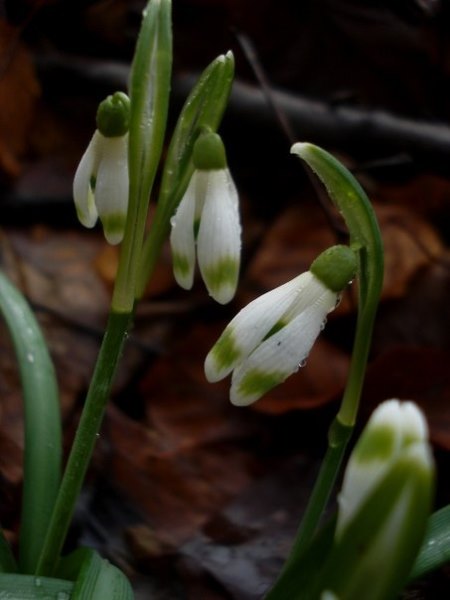 Image of Galanthus nivalis specimen.