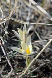 Crocus alatavicus