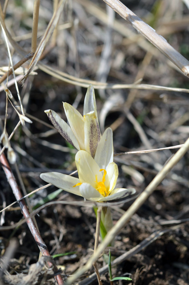 Изображение особи Crocus alatavicus.