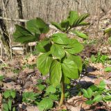 Paeonia caucasica. Зацветающее растение. Краснодарский край, Новороссийский р-н, гора Рябкова, дубово-грабовый лес. 30.03.2014.