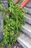 Smilax lanceifolia. Ветви плодоносящего растения. Таиланд, остров Пханган. 22.06.2013.