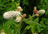 Sanguisorba parviflora. Соцветия. Хабаровский край, Ванинский р-н, окр. пос. Высокогорный, разнотравный луг. 23.06.2013.