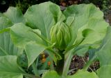 Cardiocrinum cordatum