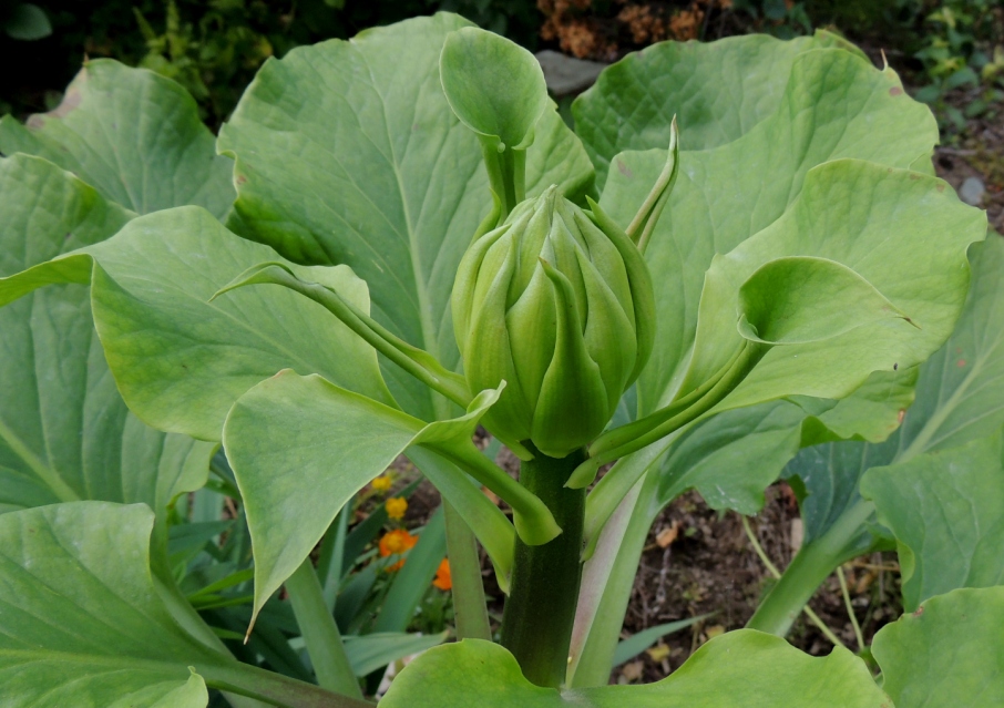 Изображение особи Cardiocrinum cordatum.