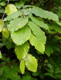 Fagus orientalis