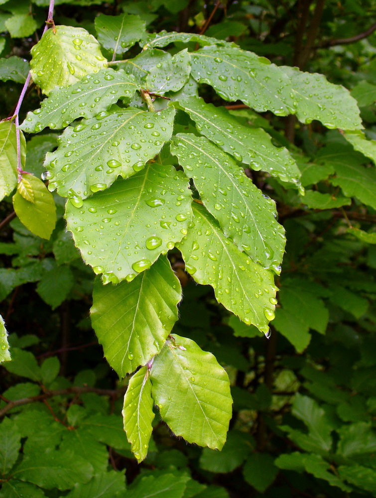 Изображение особи Fagus orientalis.