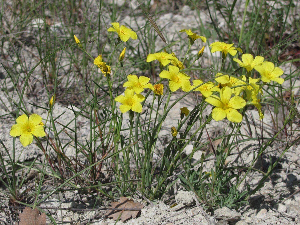 Image of Linum pallasianum specimen.