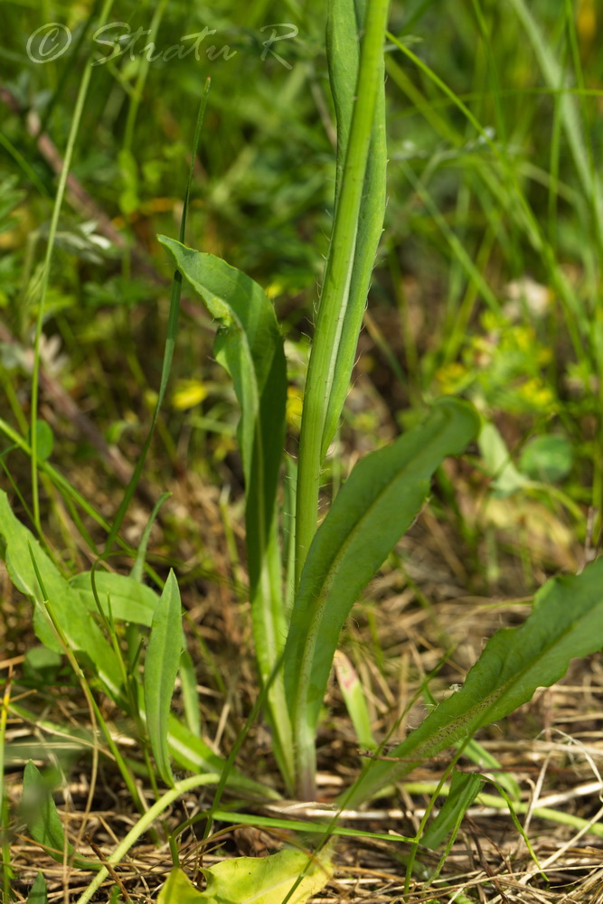 Изображение особи род Hieracium.