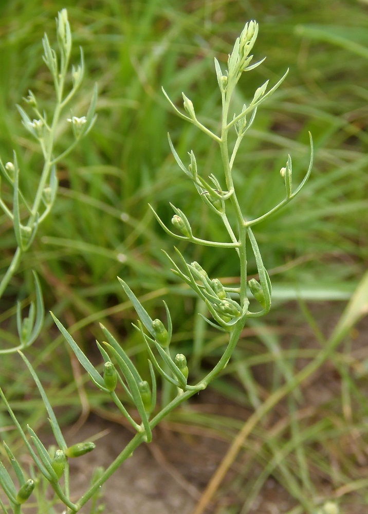 Изображение особи Thesium ramosum.