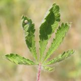 Potentilla recta подвид pilosa. Нижний стеблевой лист. Ростовская обл., Неклиновский р-н, Андреево-Мелентьевское с/п, дол. р. Миус. 30.05.2014.