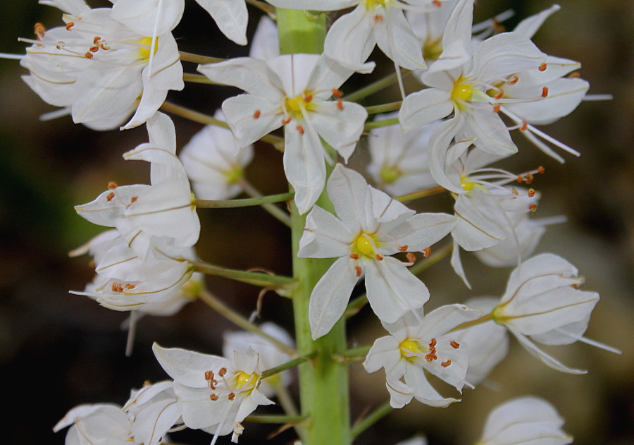 Изображение особи Eremurus himalaicus.