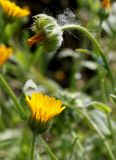 Calendula arvensis. Соцветие и невызревшее соплодие. Германия, г. Дюссельдорф, Ботанический сад университета. 02.06.2014.