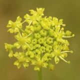 Heracleum sibiricum. Часть соцветия. Ростовская обл., Неклиновский р-н, Троицкое с/п, дол. р. Миус. 20.07.2014.