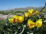 Tulipa lemmersii