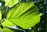 Corylus avellana