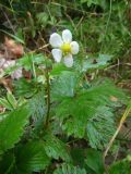 Fragaria vesca. Цветушее растение. Южный Берег Крыма, ур. Авунда. 20 июля 2009 г.