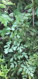 Thalictrum rariflorum. Плодоносящее растение на опушке у поймы. Юг Пинежского р-на Архангельской обл., середина августа.