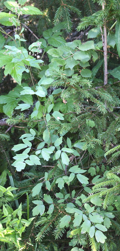 Image of Thalictrum rariflorum specimen.