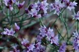 Limonium hoeltzeri