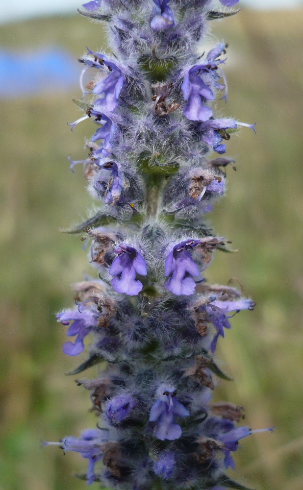 Image of Schizonepeta multifida specimen.