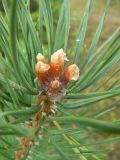 Pinus sylvestris. Верхушка побега с почками. Санкт-Петербург, Выборгский р-н, парк «Сосновка». 29.08.2014.