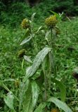 Bidens cernua