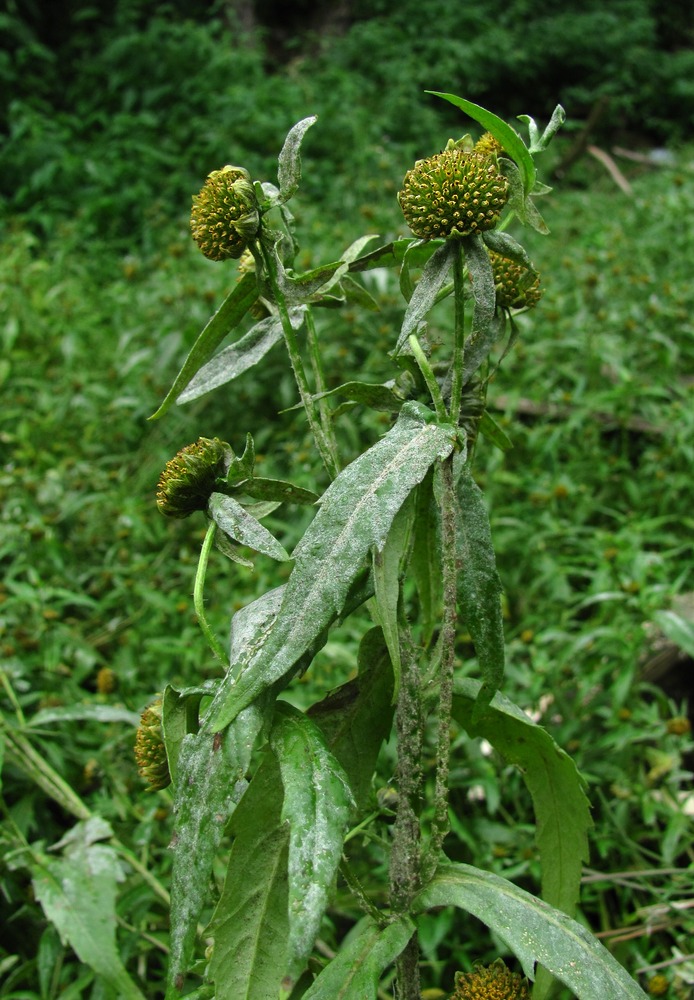 Image of Bidens cernua specimen.