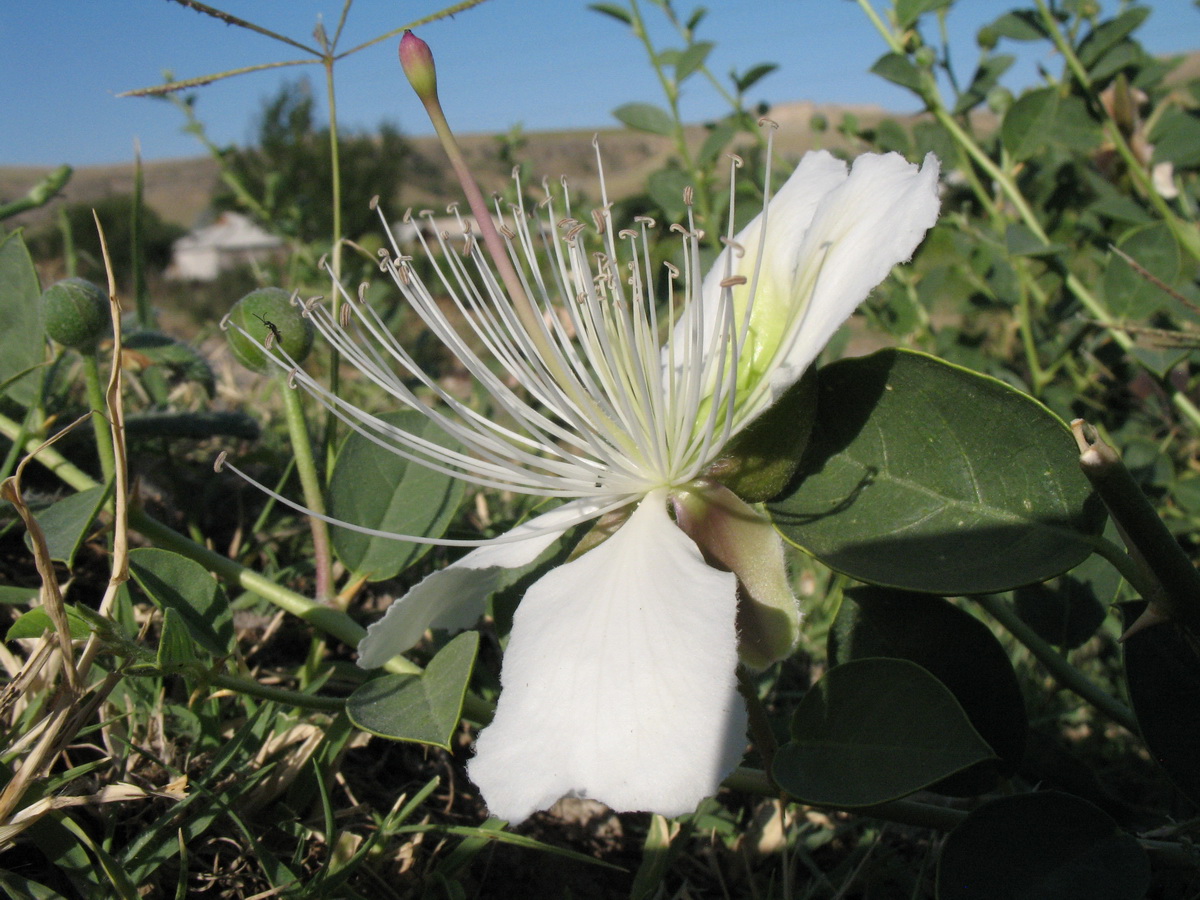 Image of Capparis herbacea specimen.