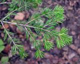 Abies sibirica