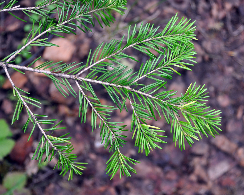 Изображение особи Abies sibirica.