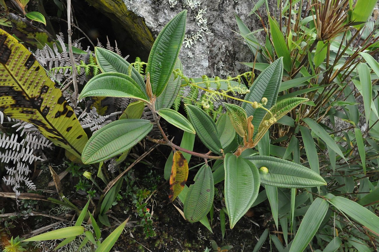 Image of familia Melastomataceae specimen.