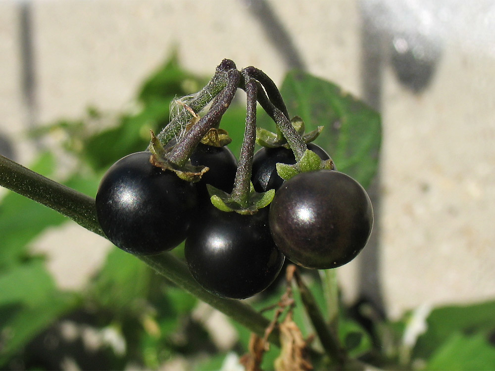 Изображение особи Solanum nigrum ssp. schultesii.