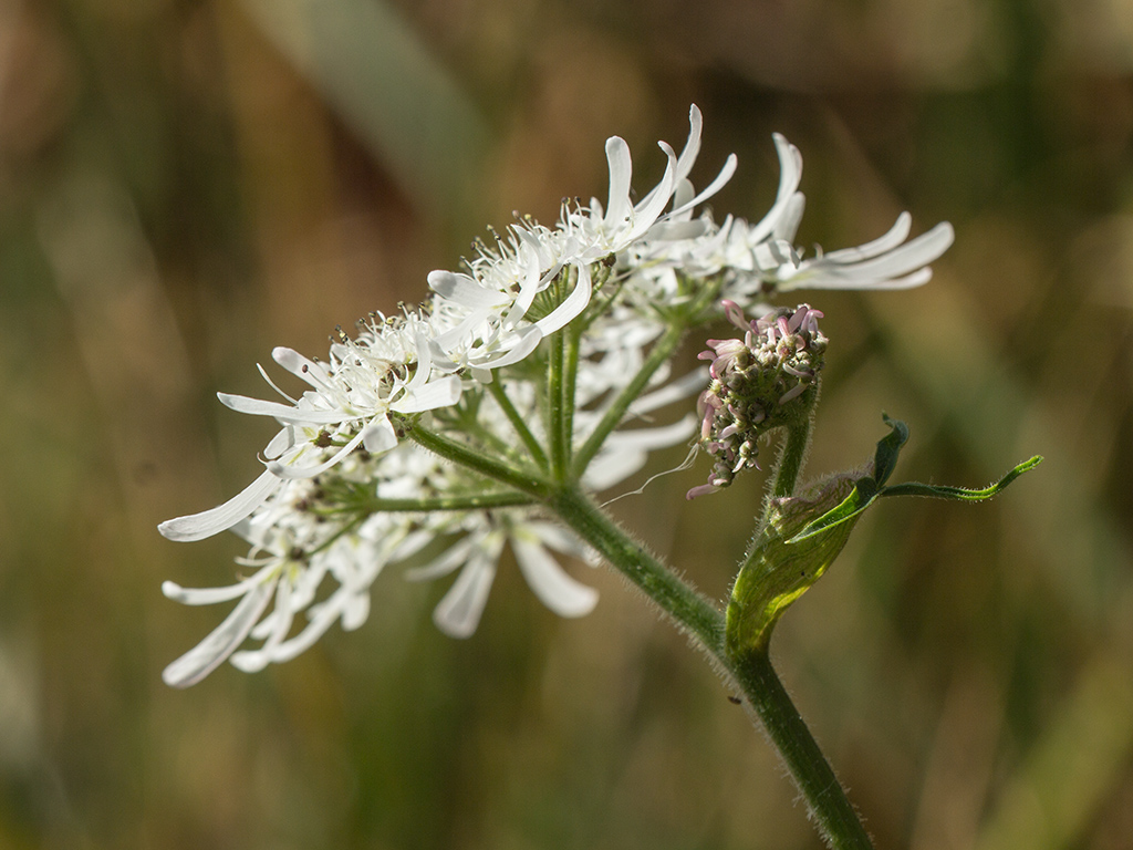Image of Heracleum apiifolium specimen.