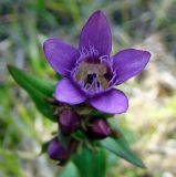 Gentianella amarella