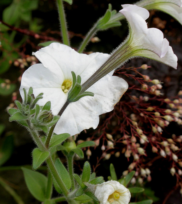 Изображение особи Petunia axillaris.